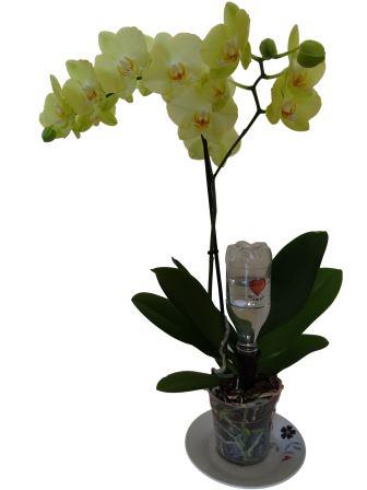 Arrosage orchidée avec l'Orchi-Buddy Solar-Dripper ®