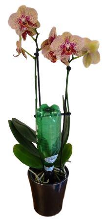 Yardwe 2 Pièces Pot De Fleur Absorbant l'eau Automatique Pot D'orchidées à  Arrosage Automatique Récipients à Arrosage Automatique Plastique Arroser