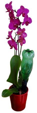 ORCHIDEA TWIN Pot d'orchidée auto-arrosant avec système de drainage &  indicateur de niveau d'eau de Santino®, Taille: 2,0l, Couleur: Transparent