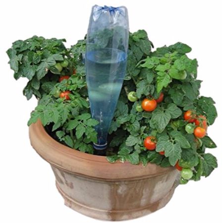 Photo d'un plant de tomates avec arrosage automatique Solar-Dripper